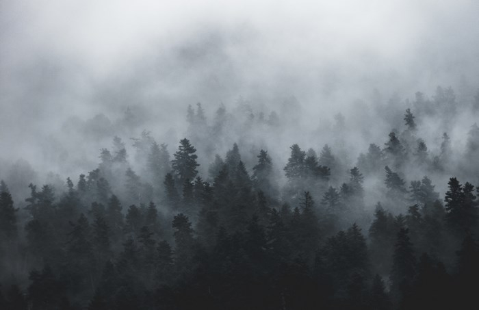 5365998-layer-fog-forest-nature-landscape-moody-mood-winter-wood-shadow-cloud-misty-mist-dark-trees-black-and-white-cloudy-eery-black-tree-creative-commons-images